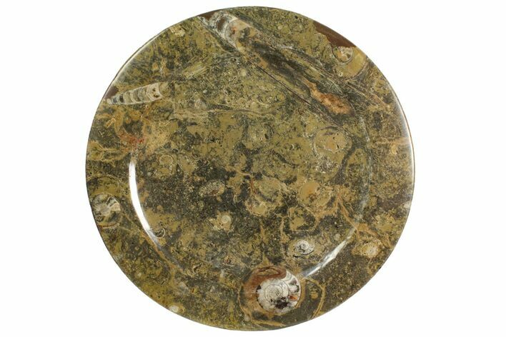 Fossil Orthoceras & Goniatite Round Plate - Stoneware #139501